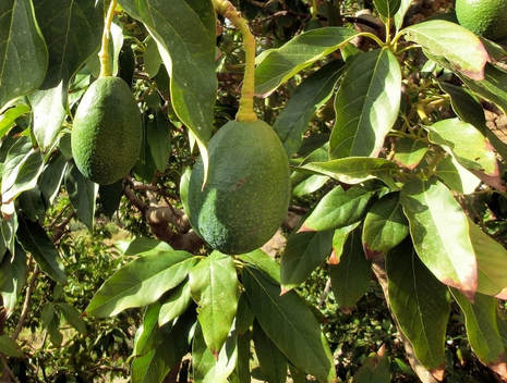 Avocado Leaves Are Brown